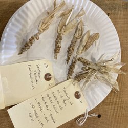 Common Ground Fair