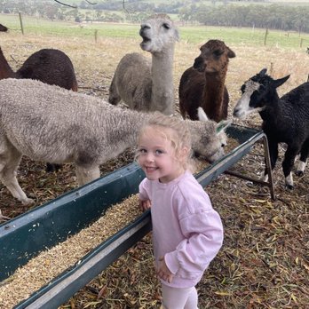 Bellevue Farmstay - Helping feed the alpacas - Hotels Near Me - Scotts Creek, VIC