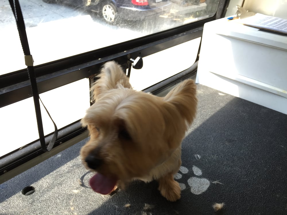 DIRTY DOGUE CLEAN GROOMING SERVICES Updated May 2024 12 Photos