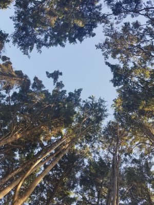 Kalaloch Campground by null