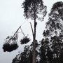 Photo of Sawyer Tree and Yard