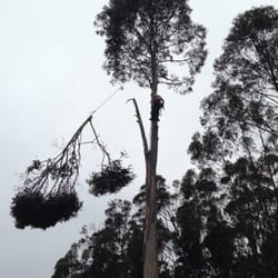 Sawyer Tree and Yard