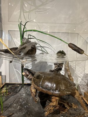 George B. Dorr Museum of Natural History by null