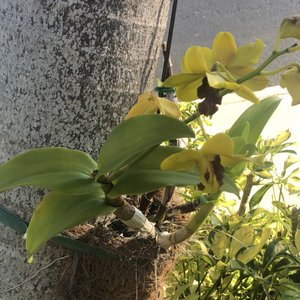 BAMBOO AND ORCHID GARDENS - 385 Photos & 46 Reviews - 2325 S Flamingo