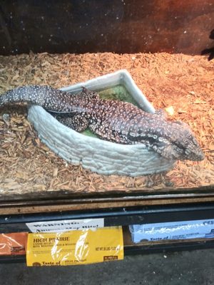 Three Little Fish by null