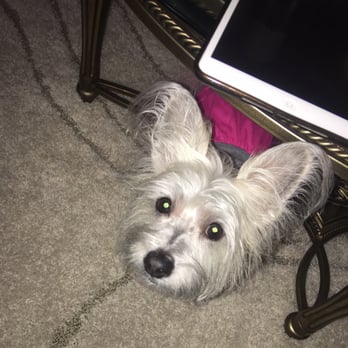 Puppy Resources - My baby girl looks beautiful - Pet Services Near Me - Bronx, New York