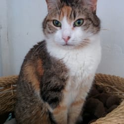 Mondo Gatto