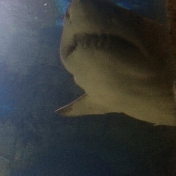 Long Island Aquarium - Teeth! - Aquariums Near Me - Riverhead, New York