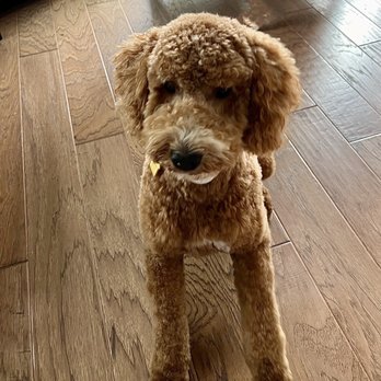 Magnolia Doodle - Brooklyn - Pet Breeders Near Me