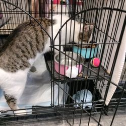 Heart Animal Rescue & Adoption Team