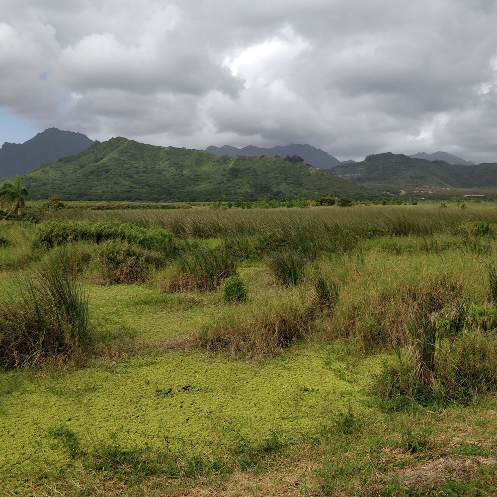 Kawainui Marsh Trail - Hiking Near Me - Kailua, Hawaii