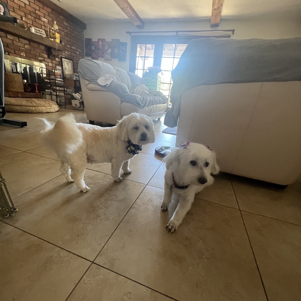 This are my dogs princess and hyper This are my dogs princess and hyper