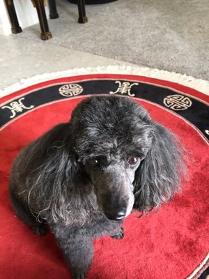 lulu belle dog grooming & spa