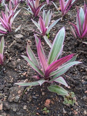 Jardim Botânico de Curitiba by null