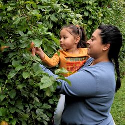 Swans Trail Farms - Apple Picking with the whole family at Swans Trail Farms!
