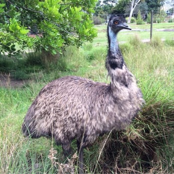 Symbio Wildlife Park - Emu - Zoos Near Me - Helensburgh, NSW