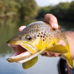 Deep South Fly Anglers