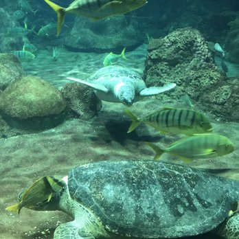 Turtle Reef at Sea World - Wow - Aquariums Near Me - San Diego, California Turtle Reef at Sea World - Wow - Aquariums Near Me - San Diego, California