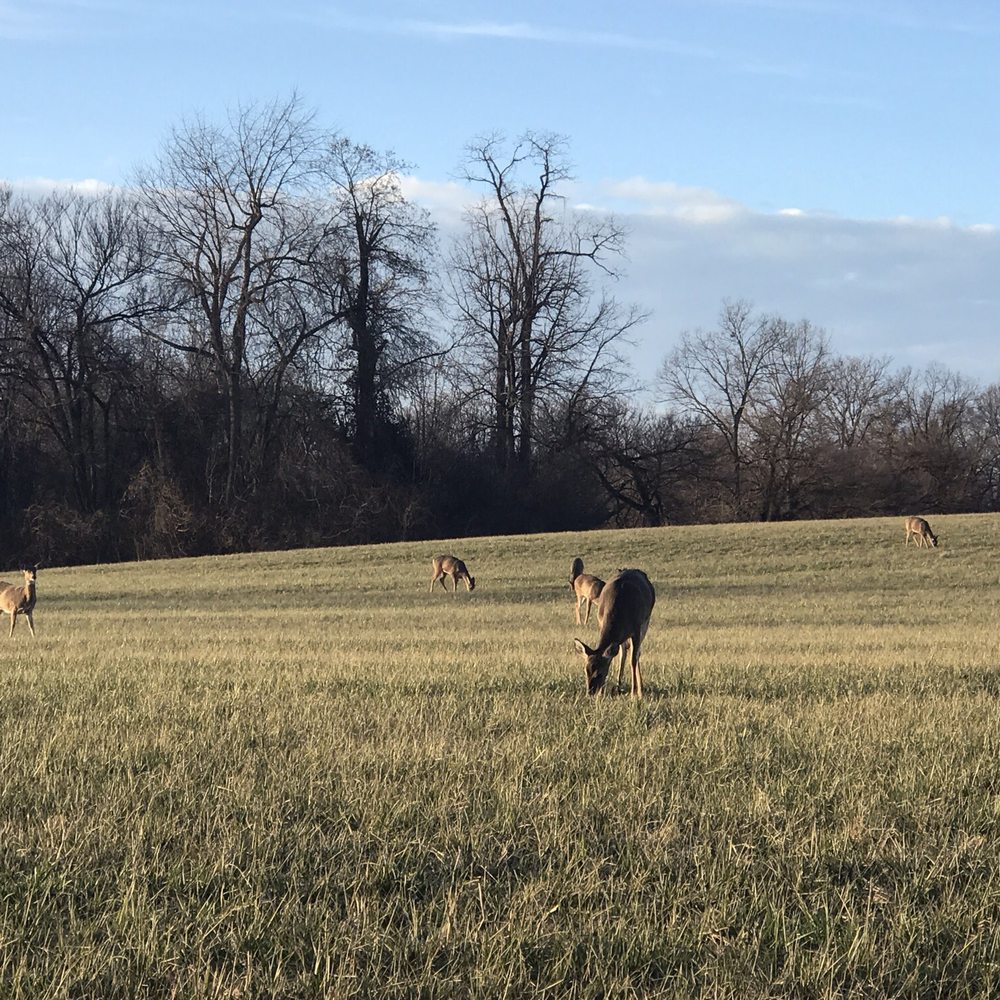 Anchorage Trail - So many deer! - Hiking Near Me - Anchorage, Kentucky