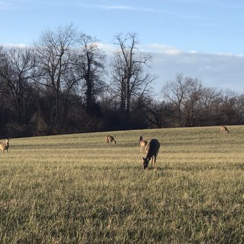 Anchorage Trail - So many deer! - Hiking Near Me - Anchorage, Kentucky Anchorage Trail - So many deer! - Hiking Near Me - Anchorage, Kentucky