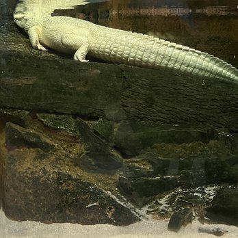 Newport Aquarium - Aquariums Near Me - Newport, Kentucky