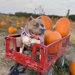 Toms Pumpkin Farm - Dog friendly
