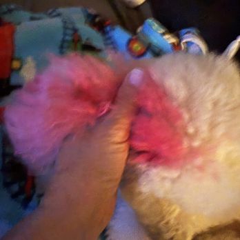 Cosmic Cuts & Colors - Coloring from the last groom, Oct 25. My thumb is at the top of her right ear. The blotch right of my thumb is the top of her head. - Pet Groomers Near Me Cosmic Cuts & Colors - Coloring from the last groom, Oct 25. My thumb is at the top of her right ear. The blotch right of my thumb is the top of her head. - Pet Groomers Near Me