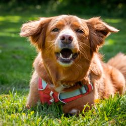 Ready Pup Go - This is Foxy, my oldest.  We do trick training together.