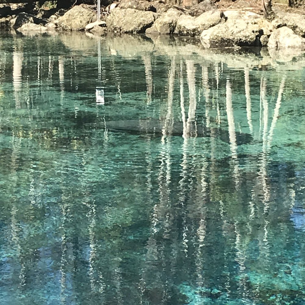 Three Sisters Springs - Tours Near Me - Crystal River, Florida Three Sisters Springs - Tours Near Me - Crystal River, Florida