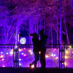 Enchanted Forest