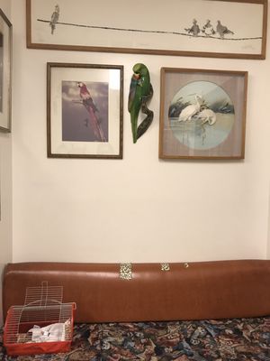All Creatures Care Cottage Veterinary Hospital 82 Photos 203