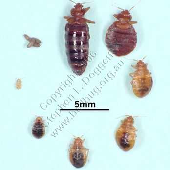 Umbrella Pest Control - Bed bug lifecycle - Pest Control Near Me Umbrella Pest Control - Bed bug lifecycle - Pest Control Near Me