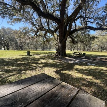 Bradley's Country Store - The beautiful tree gave us pleasant shade while we enjoyed the food. - Grocery Near Me - Tallahassee, Florida