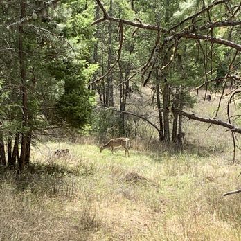 Lonesome Dove Guest Ranch - Wild Deer on trail - Hotels Near Me - Kalispell, Montana Lonesome Dove Guest Ranch - Wild Deer on trail - Hotels Near Me - Kalispell, Montana
