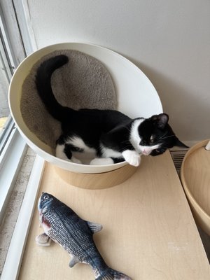 Cat Cafe on Whyte by null