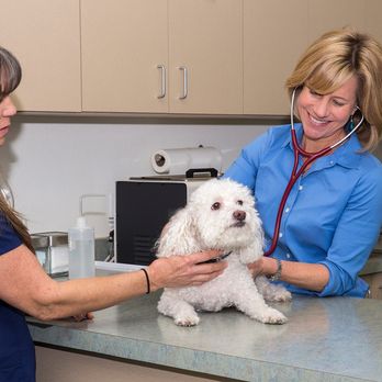 Topaz Veterinary Clinic - Veterinarians Near Me - Tempe, Arizona Topaz Veterinary Clinic - Veterinarians Near Me - Tempe, Arizona