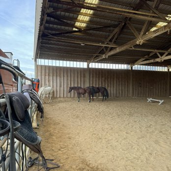 Equestrian Games Riding Academy - Smash and his new friends kitty and Rosie - Horseback Riding Near Me - Brentwood, California