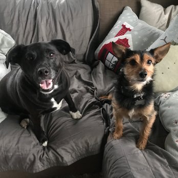 Doggie Latchkey - Doggie Latchkey overnight happy pets in their own home! - Dog Walkers Near Me - Novi, Michigan Doggie Latchkey - Doggie Latchkey overnight happy pets in their own home! - Dog Walkers Near Me - Novi, Michigan
