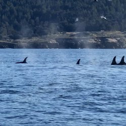 Bodega Bay Whale Watching - Orcas