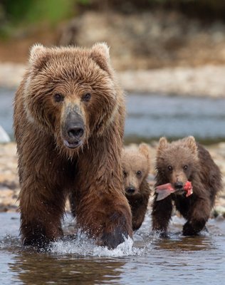 Expeditions Alaska by null