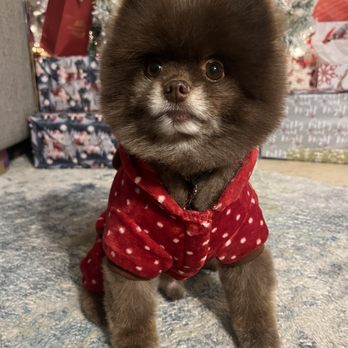 NamasteGrand PetStylists - Perfect cut! - Pet Groomers Near Me - Wilton Manors, Florida NamasteGrand PetStylists - Perfect cut! - Pet Groomers Near Me - Wilton Manors, Florida