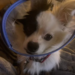 Ark Animal Hospital
