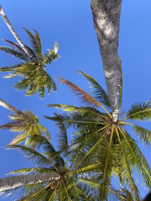 Crandon Park by null