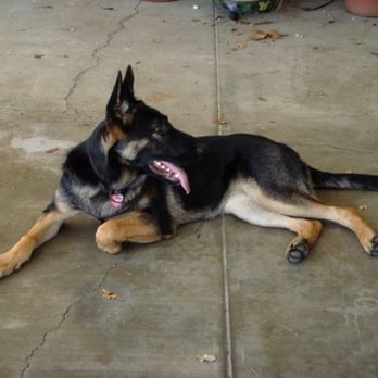 Cooperhaus K9 - Pet Training Near Me - San Jose, California Cooperhaus K9 - Pet Training Near Me - San Jose, California