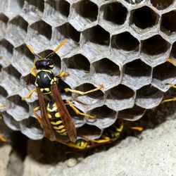 J Neary Pest Control - Yellow Jackets