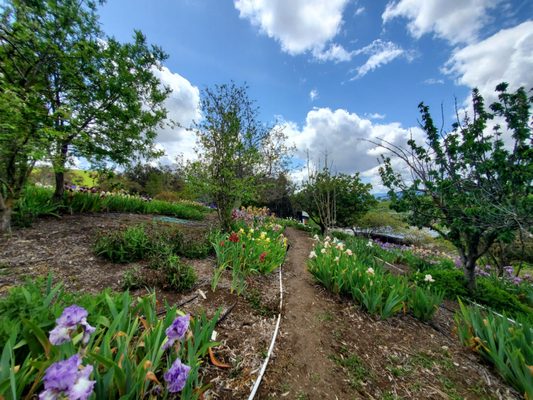 Nola's Iris Garden by null