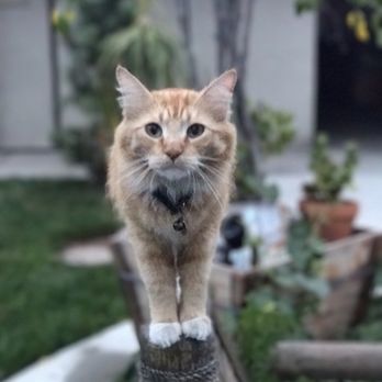 Wet Nose Kisses - Alani was also rescued from SBC shelter and she's a very grateful kitty - Dog Walkers Near Me Wet Nose Kisses - Alani was also rescued from SBC shelter and she's a very grateful kitty - Dog Walkers Near Me