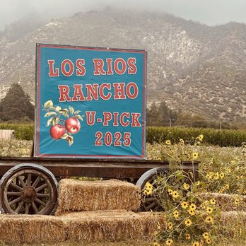 Rileys At Los Rios Rancho - Pumpkin field - Fruits & Veggies Near Me - Oak Glen, California