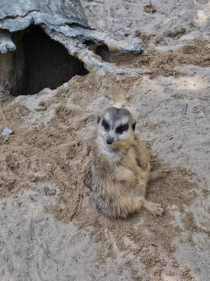 Riverbanks Zoo & Garden by null