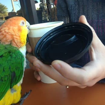 Zebra House Coffee - Chicken out for a fix! - Coffee & Tea Near Me - San Clemente, California Zebra House Coffee - Chicken out for a fix! - Coffee & Tea Near Me - San Clemente, California
